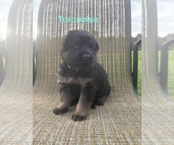Medium Photo #7 German Shepherd Dog Puppy For Sale in SUMPTER TWP, MI, USA