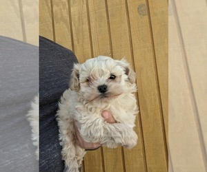 ShihPoo Puppy for sale in SPENCER, TN, USA