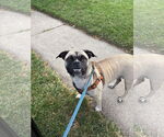 Small Puggle