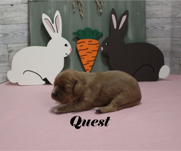 Medium Photo #4 Cavalier King Charles Spaniel Puppy For Sale in CHANUTE, KS, USA