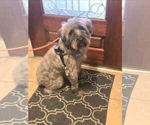 Ollie - Male Mutt Dog for Adoption - Photo #2
