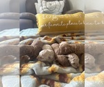 Small #6 Poodle (Toy)