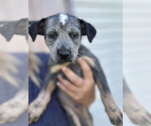 Mutt Dogs for adoption in Mouth Of Wilson, VA, USA