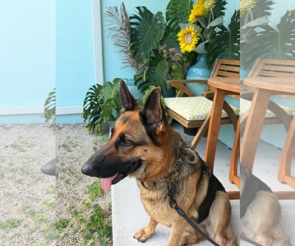 Medium Photo #3 German Shepherd Dog Puppy For Sale in Plantation, FL, USA