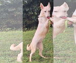 Small #1 white german shepherd Mix