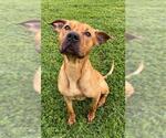 Small Black Mouth Cur-Rhodesian Ridgeback Mix