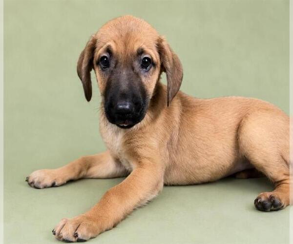 Medium Photo #2 Mutt Puppy For Sale in HESPERIA, CA, USA