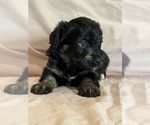 Kitten - Female Corgipoo Puppy for Sale - Photo #15
