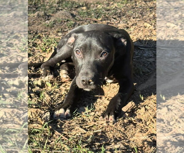 Medium Photo #4 American Pit Bull Terrier-Labrador Retriever Mix Puppy For Sale in Holly Springs, NC, USA