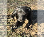 Small #3 American Pit Bull Terrier-Labrador Retriever Mix