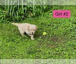 Small #3 Golden Retriever