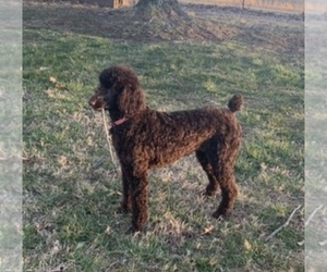 Mother of the Poodle (Standard) puppies born on 07/16/2025