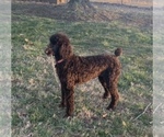 Small Photo #1 Poodle (Standard) Puppy For Sale in PARIS, TN, USA