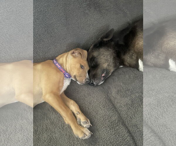 Medium Photo #3 Labrador Retriever-Rhodesian Ridgeback Mix Puppy For Sale in Phoenix, AZ, USA