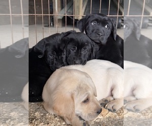 Labrador Retriever Puppy for sale in VERMONTVILLE, MI, USA