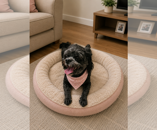Medium Photo #11 Shih-Poo Puppy For Sale in McKinney, TX, USA