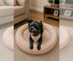 Small #10 Shih-Poo