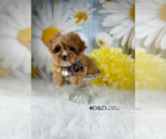 Small Photo #1 Cavapoo Puppy For Sale in RIPLEY, MS, USA