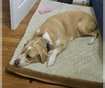 Small Labrador Retriever Mix