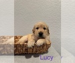 Puppy Lucy Golden Retriever