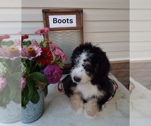 Bernedoodle (Miniature) Puppy for sale in FREDERICKSBURG, OH, USA
