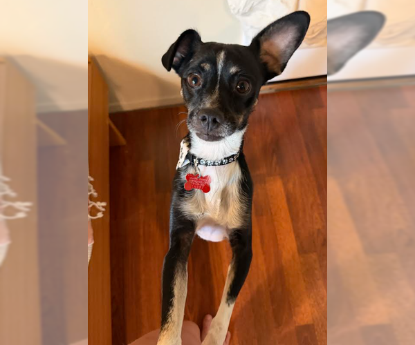 Medium Photo #2 Chihuahua-Unknown Mix Puppy For Sale in San Diego, CA, USA