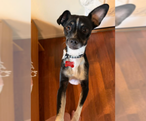 River - Male Chihuahua-Unknown Mix Dog for Adoption - Photo #2