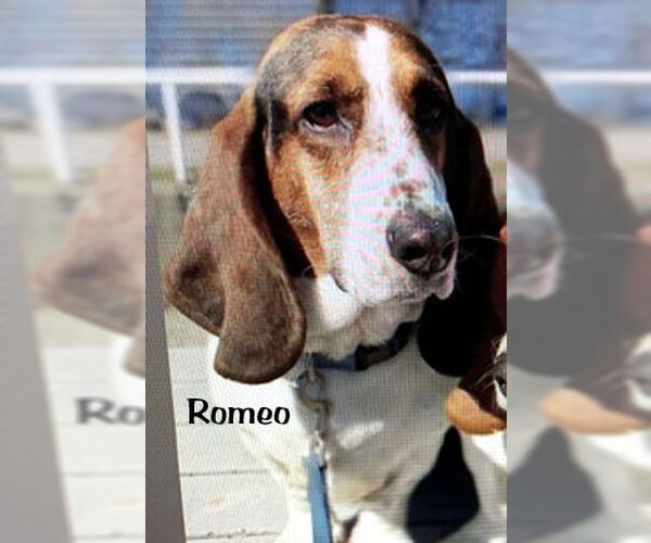 Medium Photo #2 Basset Hound Puppy For Sale in Deepwater, NJ, USA