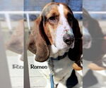 Small #1 Basset Hound