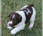 Small Photo #8 Brittany Puppy For Sale in HAMILTON, GA, USA