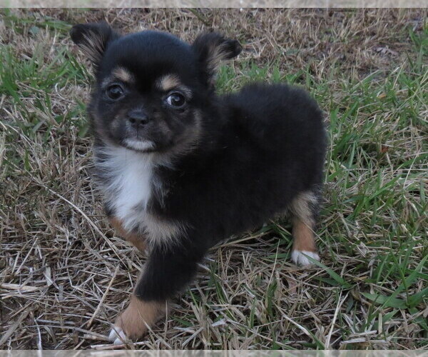 Medium Photo #10 Chihuahua Puppy For Sale in HAYES, VA, USA
