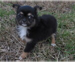Small #9 Chihuahua
