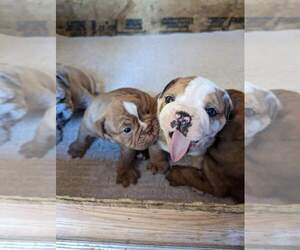 Olde English Bulldogge Puppy for sale in LOS ANGELES, CA, USA