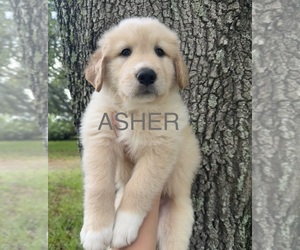 Golden Pyrenees Puppy for sale in NAPLES, FL, USA