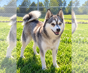 Alaskan Klee Kai Puppy for sale in HILLSBORO, OH, USA
