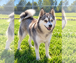 Lexie - Female Alaskan Klee Kai Puppy for Sale - Small photo