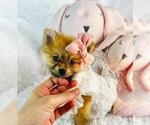 Small #8 Pomeranian