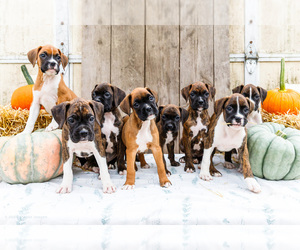 Boxer Litter for sale in WAKARUSA, IN, USA