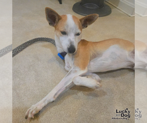 Tome - Male Chihuahua-Unknown Mix Dog for Adoption - Photo #3