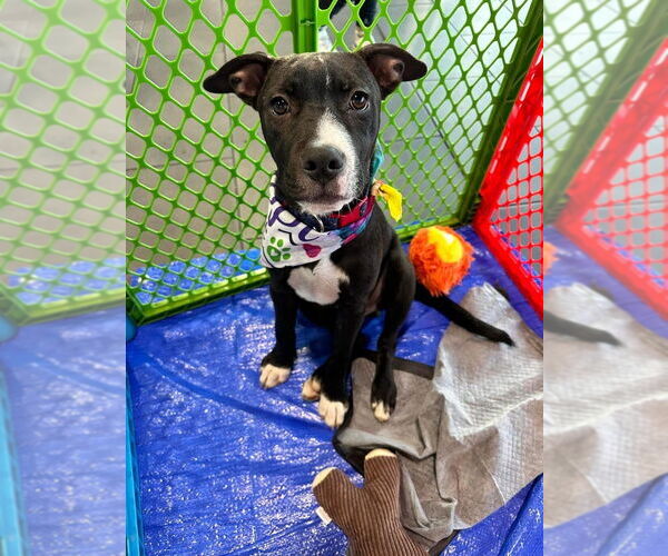 Medium Photo #17 American Pit Bull Terrier-Labrador Retriever Mix Puppy For Sale in OKLAHOMA CITY, OK, USA