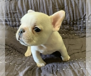 French Bulldog Puppy for sale in JOHNS ISLAND, SC, USA