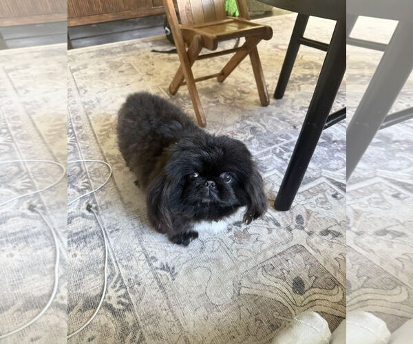 Medium Photo #1 Pekingese Puppy For Sale in St. Louis Park, MN, USA