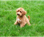 Small #7 Goldendoodle mix (+ Poodle Miniature)