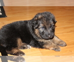 Small Photo #10 German Shepherd Dog Puppy For Sale in TACOMA, WA, USA