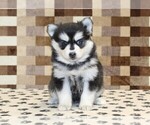 Small #2 Pomsky
