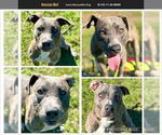 Small American Pit Bull Terrier-Staffordshire Bull Terrier Mix