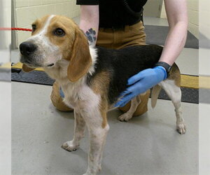 Beagle Dogs for adoption in Sanford, FL, USA