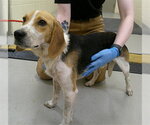 Small Beagle