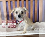 Small #1 Mutt