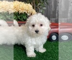 Small #1 Coton de Tulear